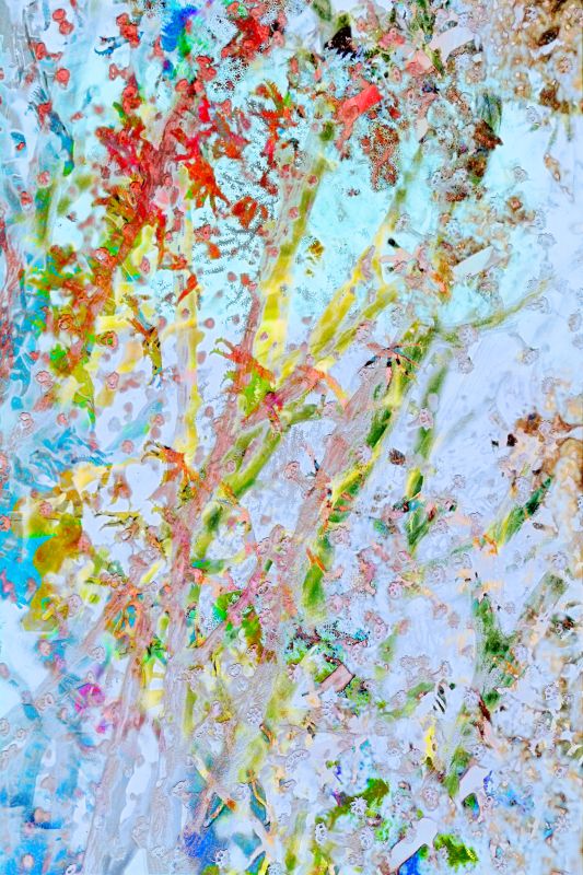 Corel Bleaching, 20171222, 36 × 24 in (914 × 610 mm), digital image of matte