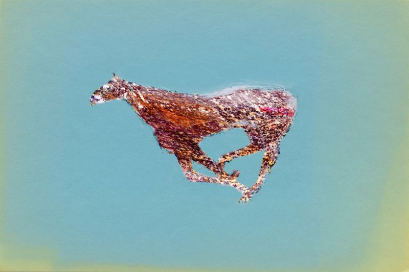 Horse Misunderstanding, 20170226, 24 × 36 in (610 × 914 mm), digital image of matte giclée