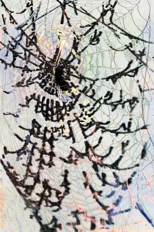 Dark Web, 20181113, 50 × 33 in (1270 × 838 mm), digital image of matte giclée