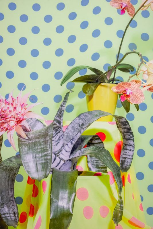 Dainesha Nugent-Palache, A Home Standing Where it Should have Fallen, 2019