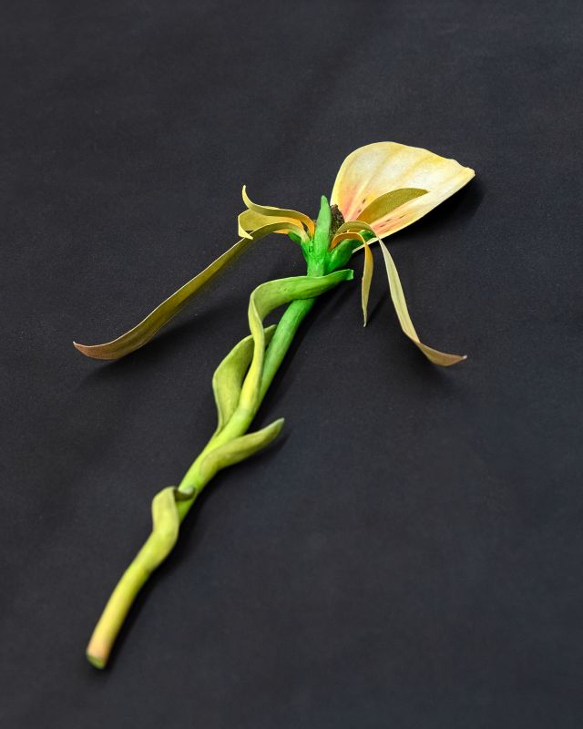 Zachari Logan, After Mary Delaney #2, 2018
