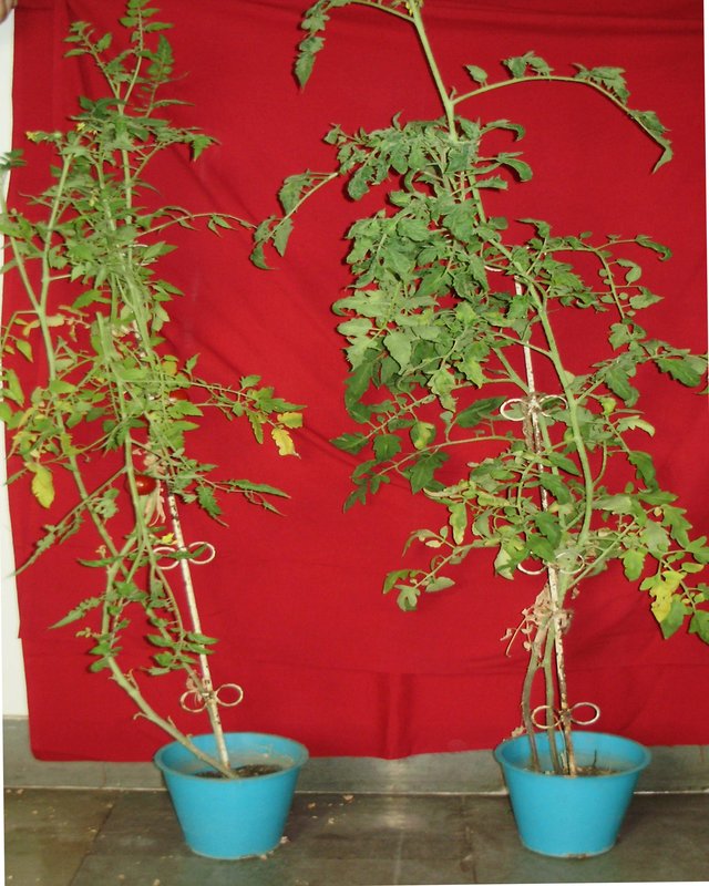 2015-02-26 61 Alex Fischer, 1, 7, and 6000, O'Born Contemporary, Toronto, Canada - reference image 2014-06-24