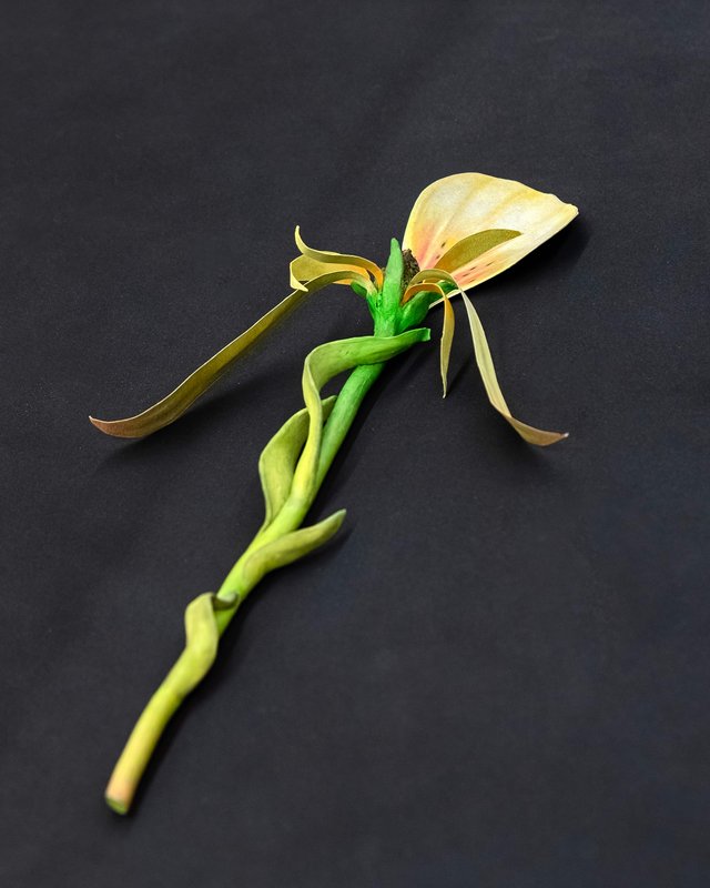 NAMARA-projects_Giving-Entry_74-Zachari-Logan-After-Mary-Delaney-2 NAMARA-projects_Giving-Entry_74-Zachari-Logan-After-Mary-Delaney-2