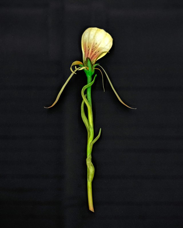 NAMARA-projects_Giving-Entry_75-Zachari-Logan-After-Mary-Delaney-2 NAMARA-projects_Giving-Entry_75-Zachari-Logan-After-Mary-Delaney-2